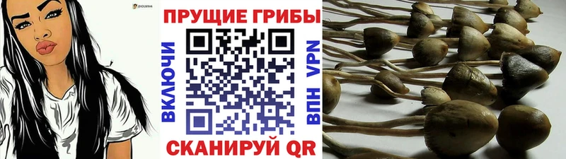 Псилоцибиновые грибы Psilocybine cubensis  Кострома 
