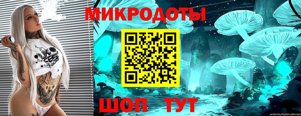Псилоцибиновые грибы Psilocybe Кострома
